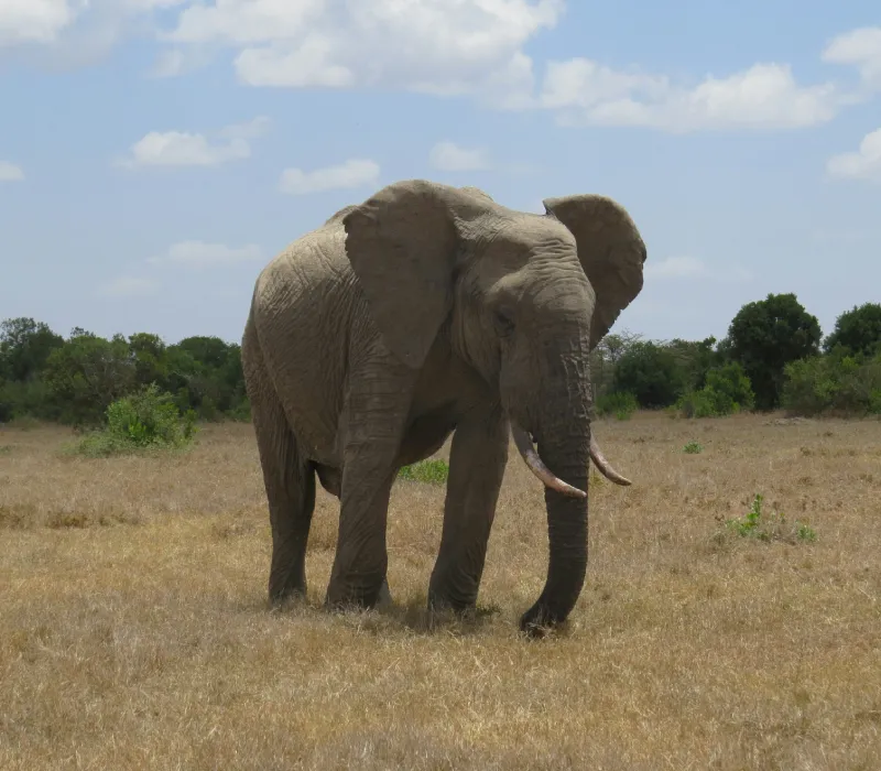 4-Day 3-Night Mt Kenya Festive Self-Drive Package