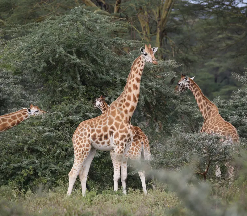 4-Day 3-Night Naivasha, Nakuru & Elementaita Festive Package