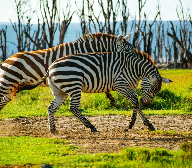 4-Day 3-Night Naivasha, Nakuru & Elementaita Festive Package