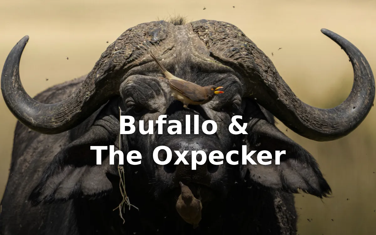 The Unlikely Duo: The Secret Life of the Red-Billed Oxpecker and the African Buffalo