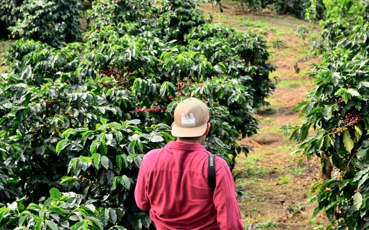 Coffe/Tea farm tours