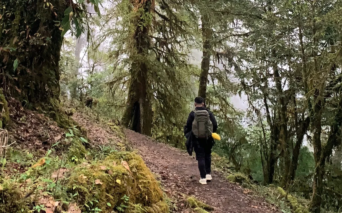 Forest Trek