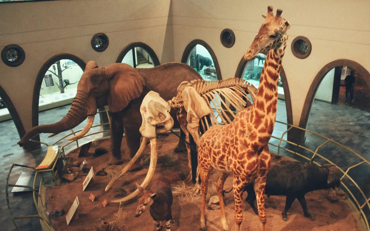 Museum Visit