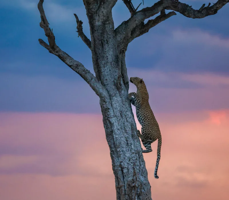 3-Day 2-Night Maasai Mara Festive Group Joining Package