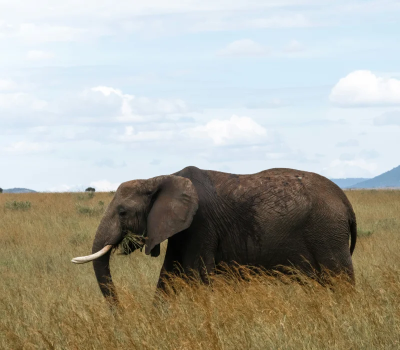 3-Day 2-Night Maasai Mara Festive Group Joining Package
