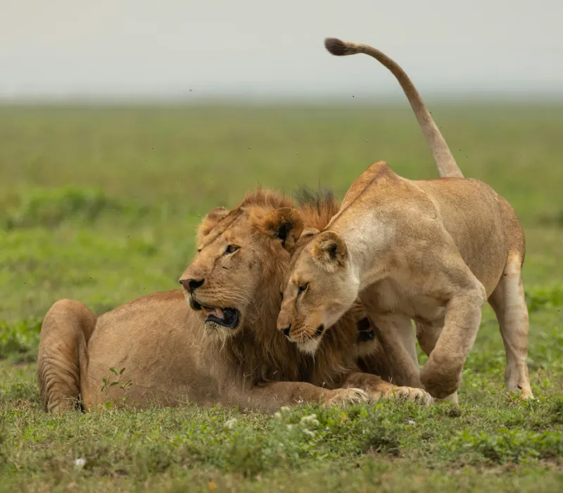3-Day 2-Night Maasai Mara Festive Group Joining Package