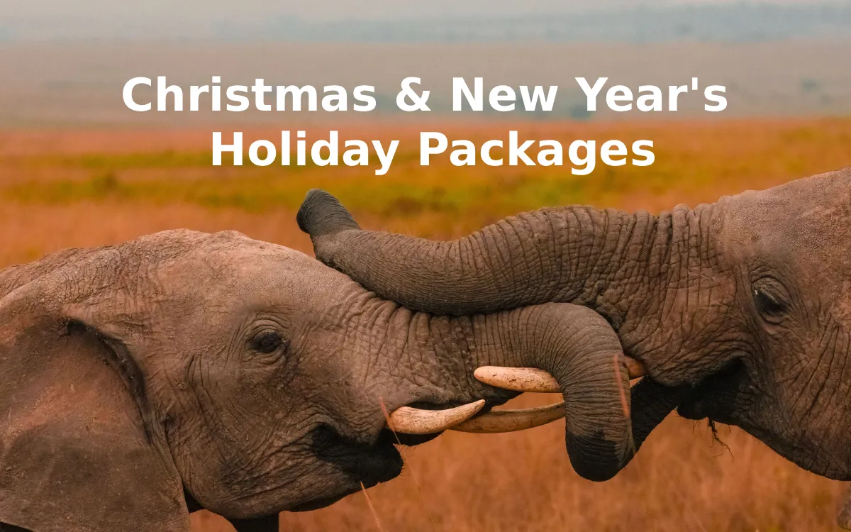 Unforgettable Christmas & Festive Holiday Packages with Stejos Tours