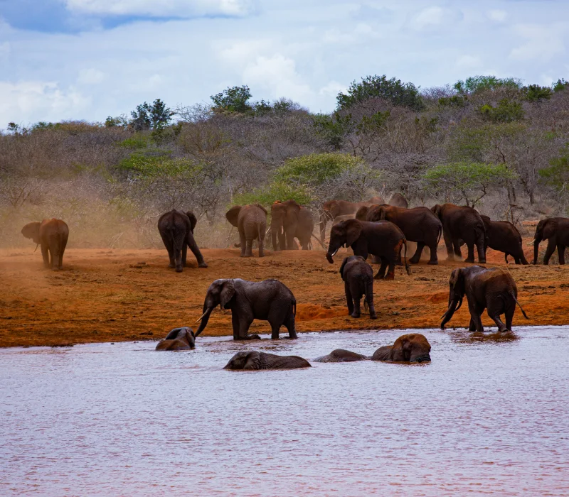 Tsavo