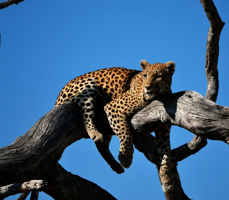 Zambia Golf & Investment Summit 2026 Package