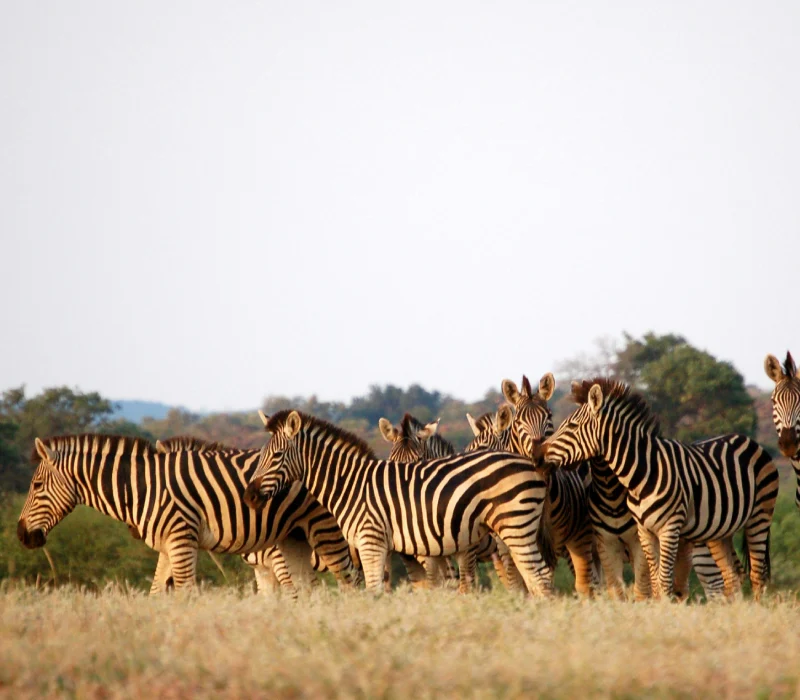 Zambia Golf & Investment Summit 2026 Package