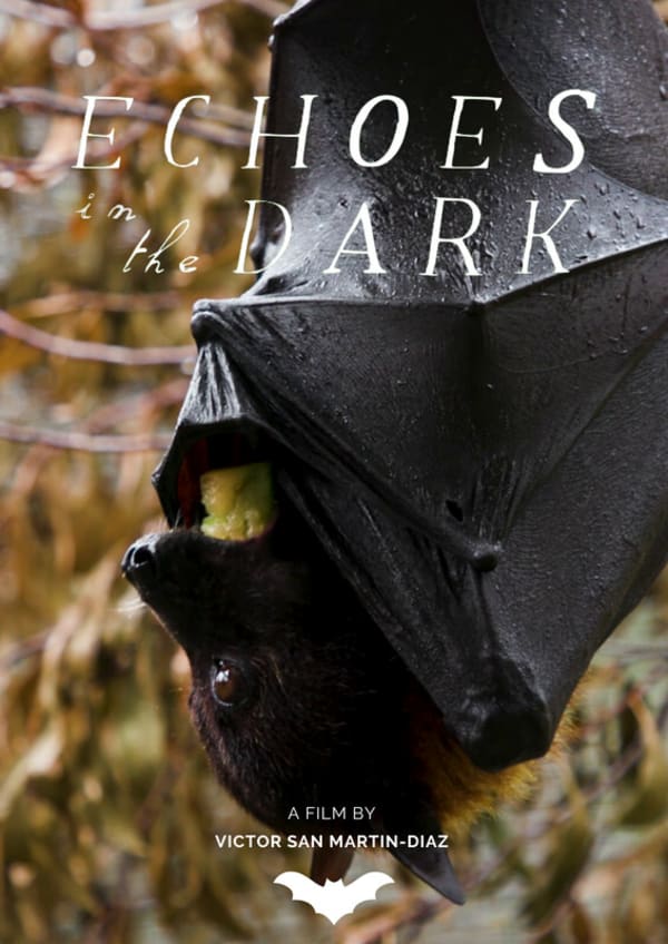 Echoes in the Dark