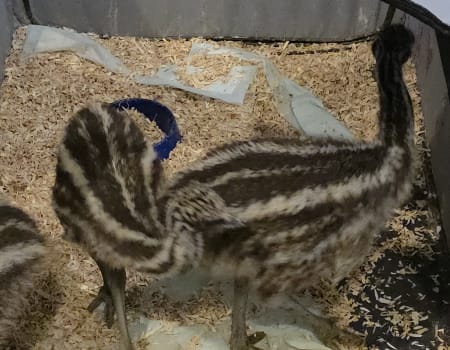 Emu exploring the farm