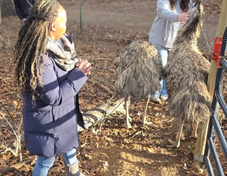 Farm life with emus