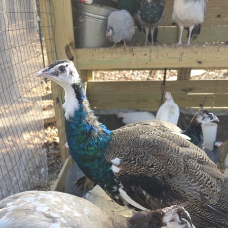 Peacock and peahen at Together Built Farm