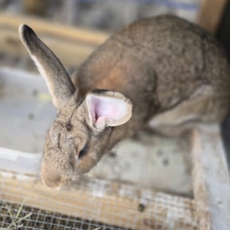 Giant Flemish rabbit close-up at Together Built Farm