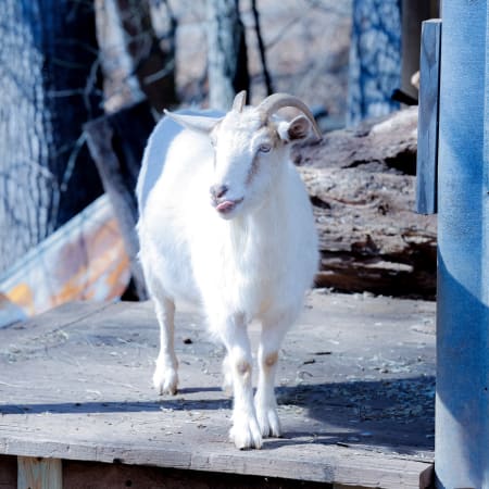 Feta the fainting goat at Together Built Farm