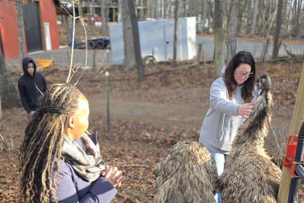 Guests meeting emus on a farm tour