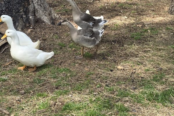 Ducks and geese at Together Built Farm