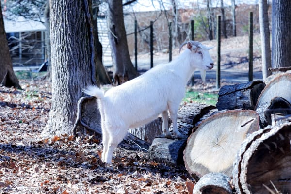 Fainting goat at Together Built Farm