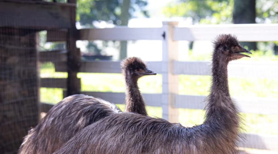 Adult emus at Together Built Farm