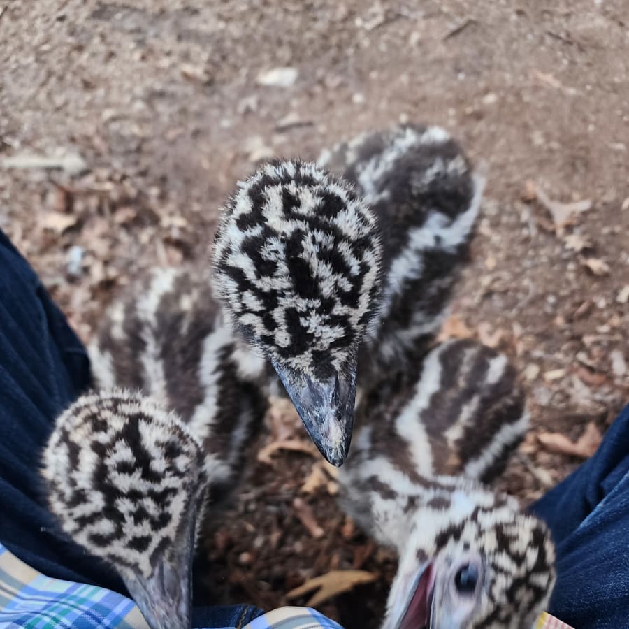 Adorable emu chicks looking at camera
