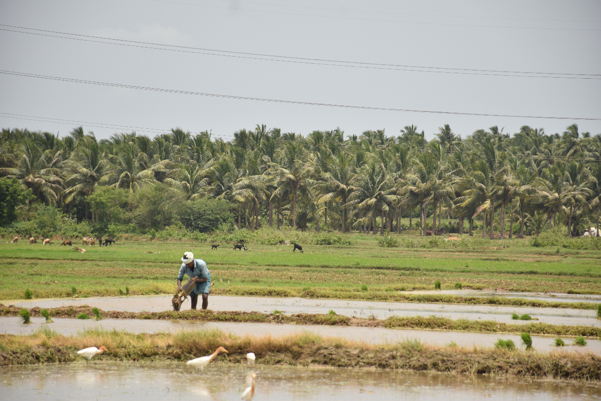 Cover Image for Mitti Labs busca reducir el impacto ambiental del cultivo de arroz, comenzando en la India.