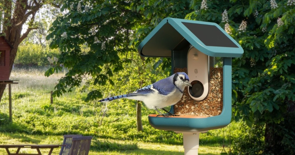 Cover Image for ¿Qué es un comedero inteligente para aves?