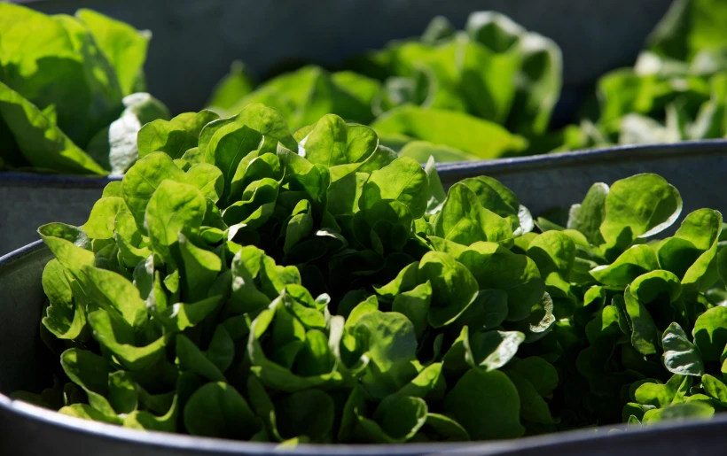 Fresh lettuce supply issues affecting restaurants due to rising prices and parasite concerns