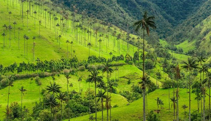 Community-led forest conservation and biodiversity projects in Colombia under the revised carbon tax framework.