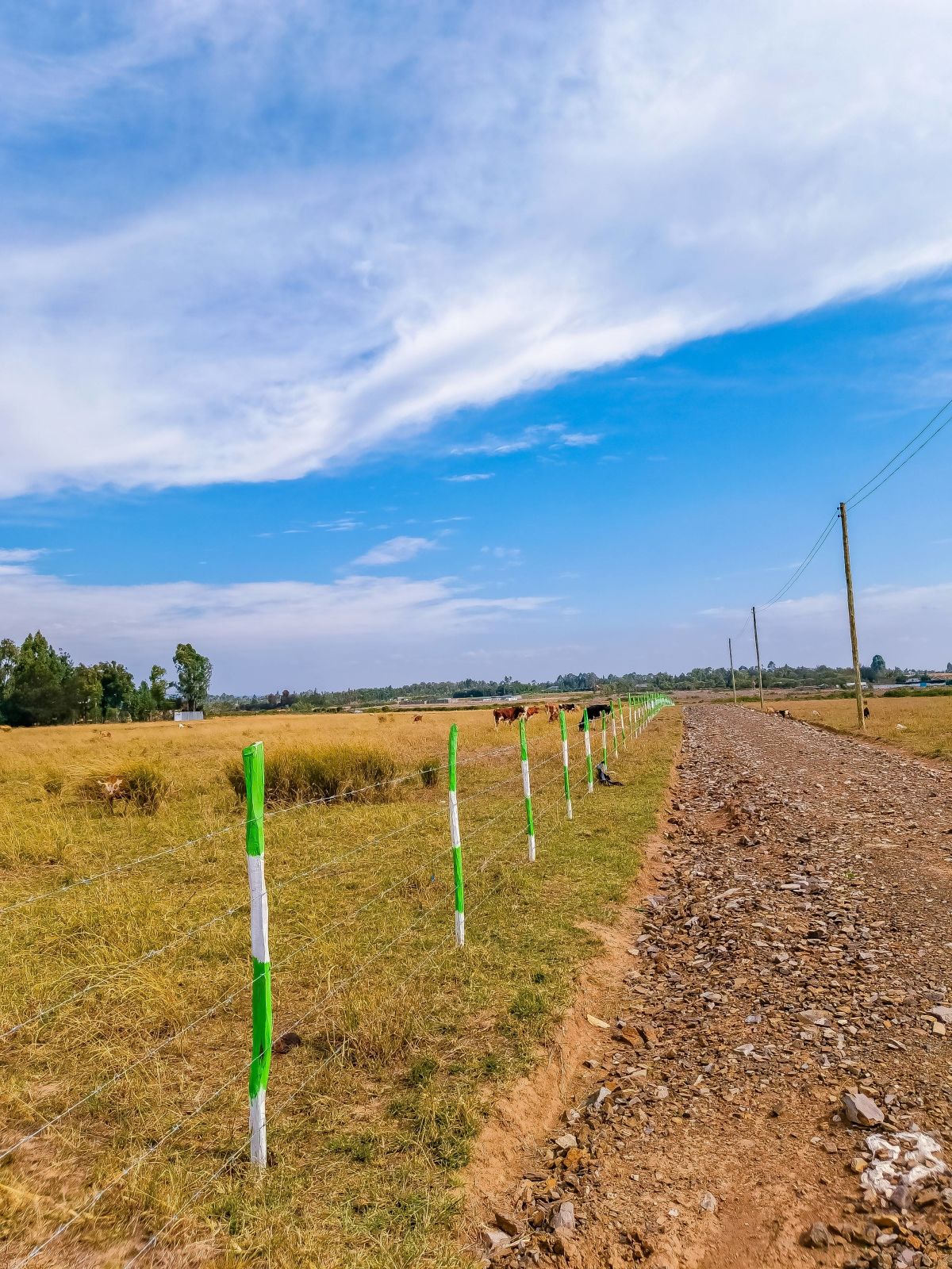 Vineyard Phase 3 Gallery