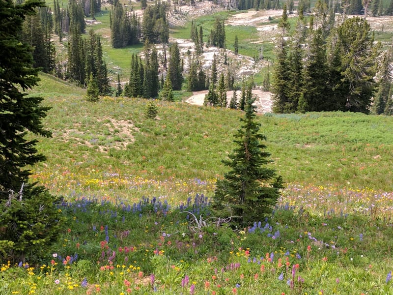 Tetons - 2017 — photo 89