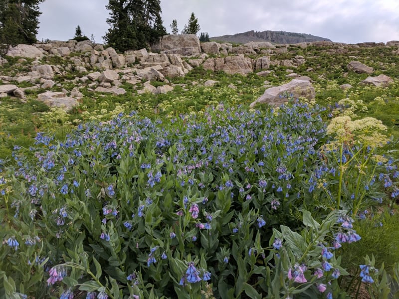 Tetons - 2017 — photo 99