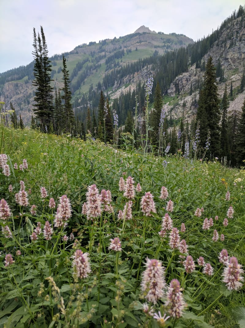 Tetons - 2017 — photo 115