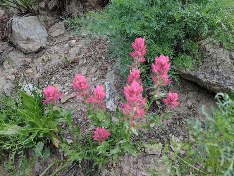 Tetons - 2017 — photo 135