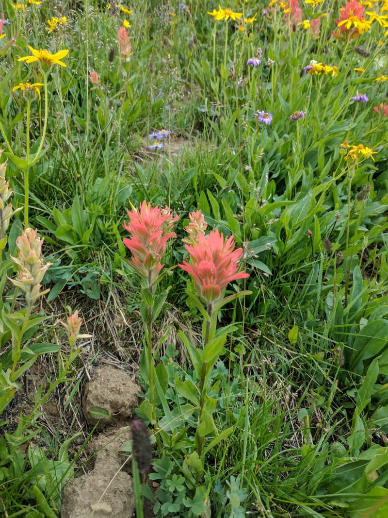 Tetons - 2017 — photo 150