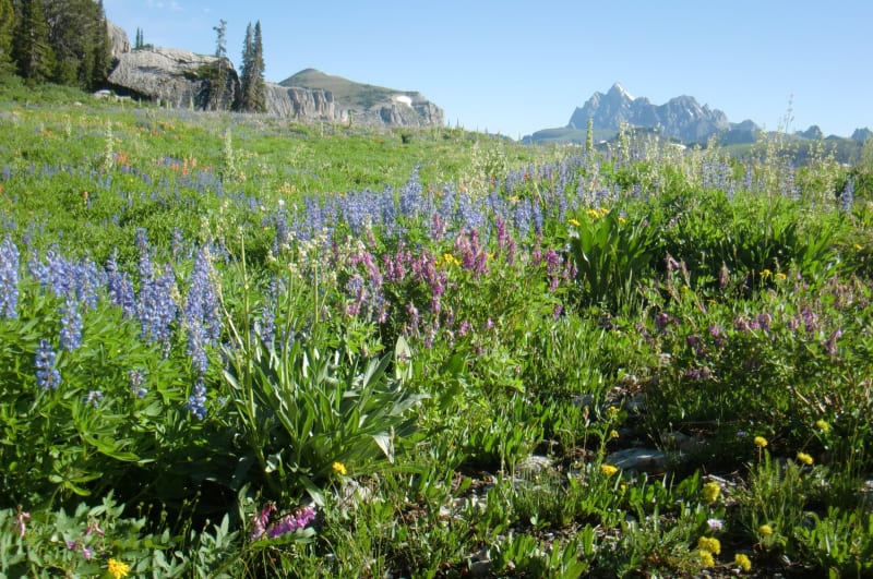 Tetons - 2011 — photo 69