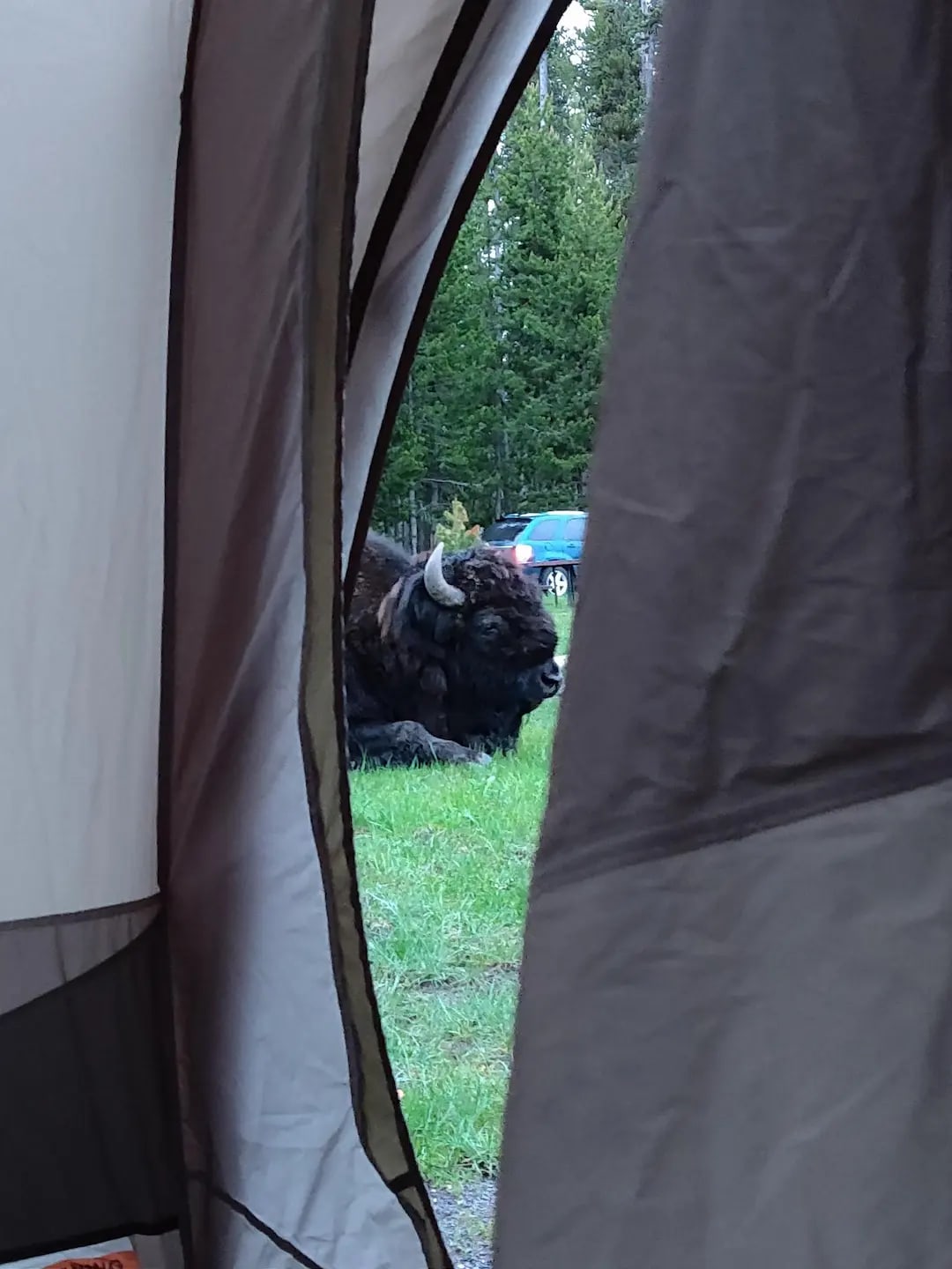 Campground in Yellowstone park with a resident bison chilling near a tent!acred Valley