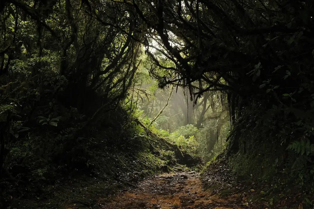 Monteverde Cloud Forest