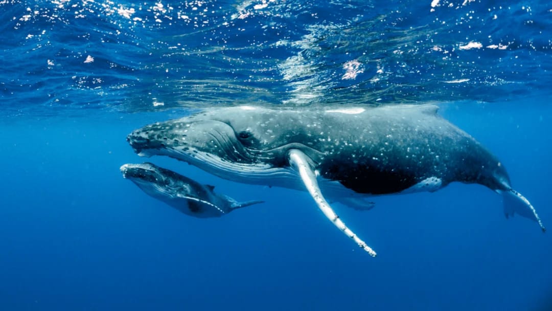 Whale underwater in Puerto Penasco waters in Mexico