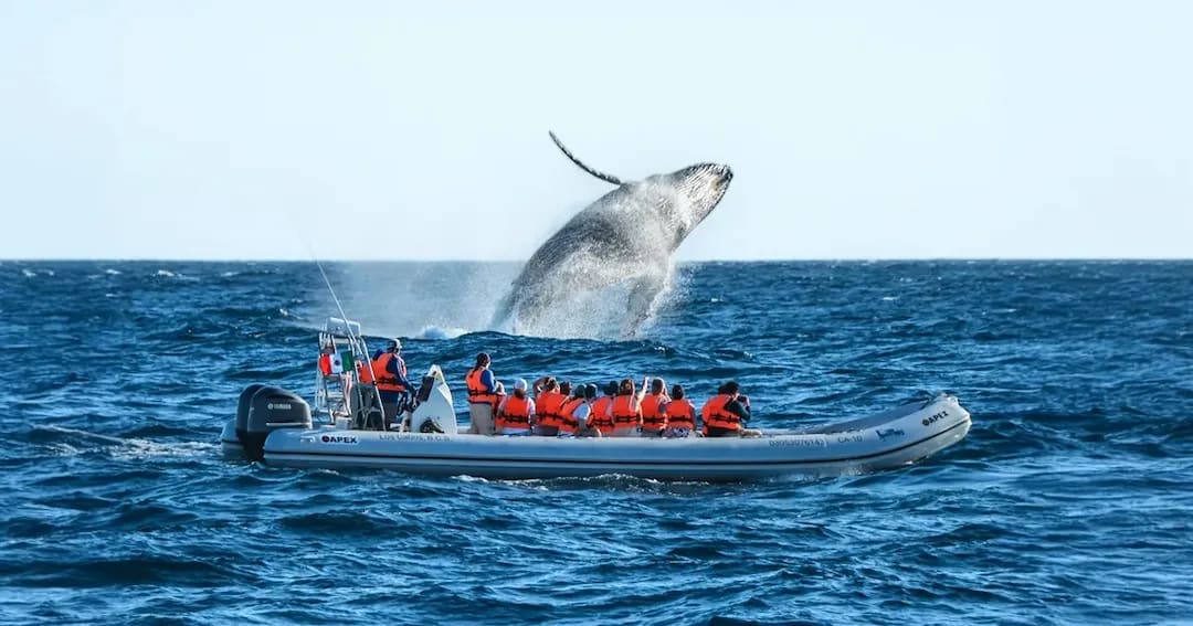 Whale Watching In Puerto Penasco, Mexico