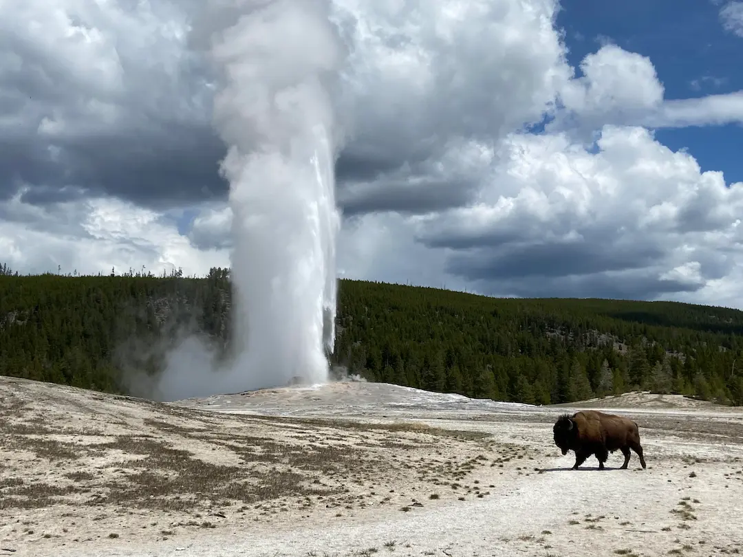 Old Faithful geyser of Yellowstone National Park with a Bison in foreground