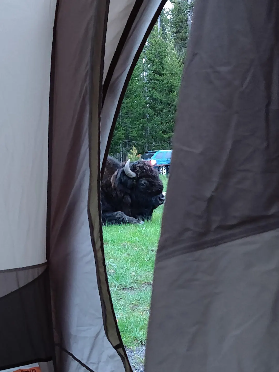 Campground in Yellowstone park with a resident bison chilling near a tent!acred Valley
