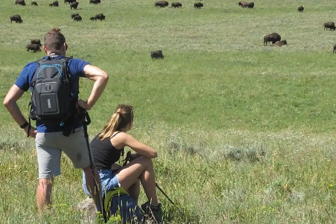 Lamar Valley Safari with guide