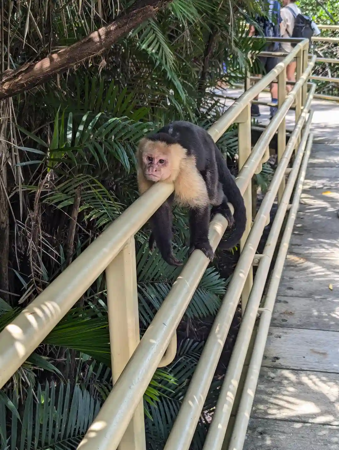 Capuchin Monkeys in Manuel Antonio