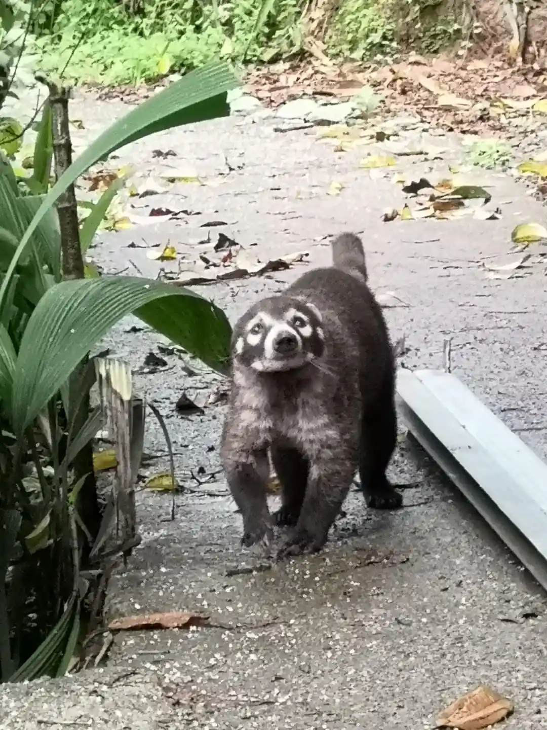 Costa Rica wildlife