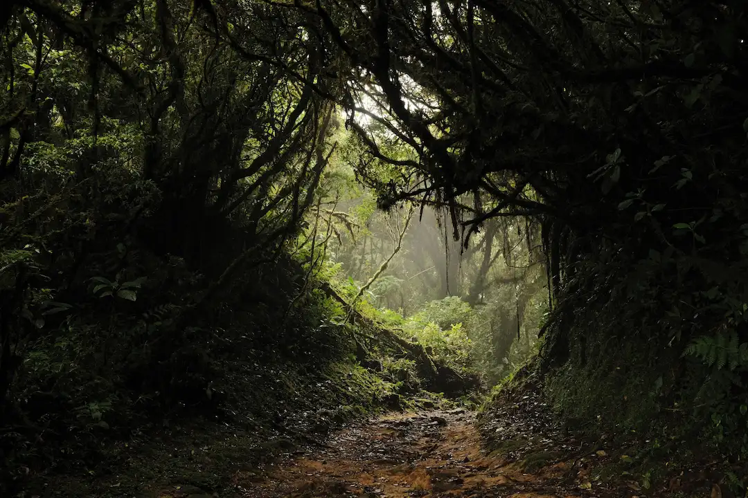 Monteverde Cloud Forest