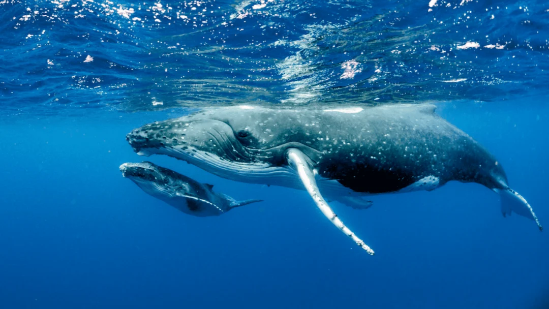 Whale underwater in Puerto Penasco waters in Mexico
