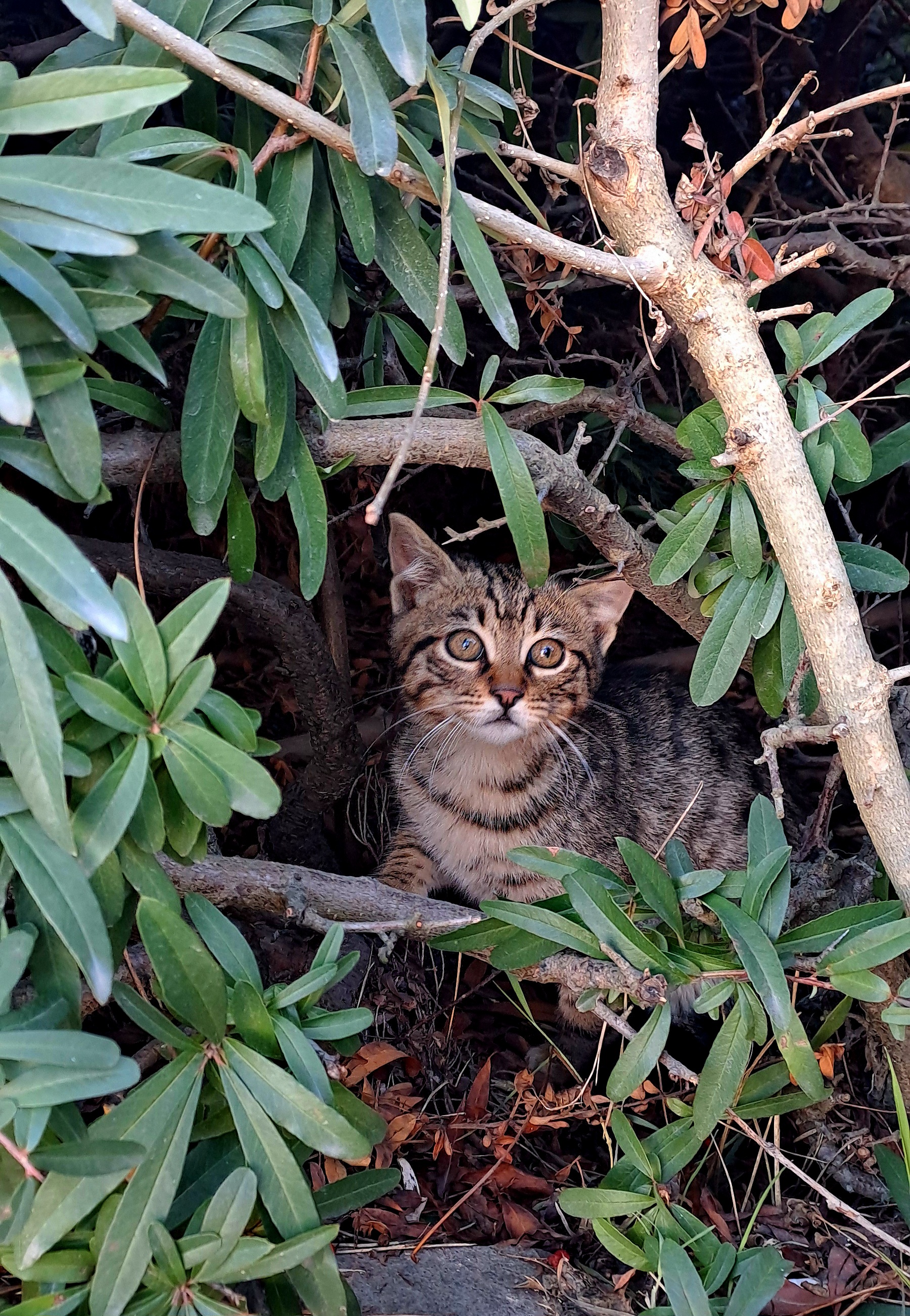 Çalılarda bir çift göz