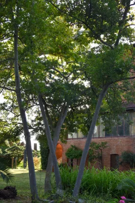 trees in front of old bilding