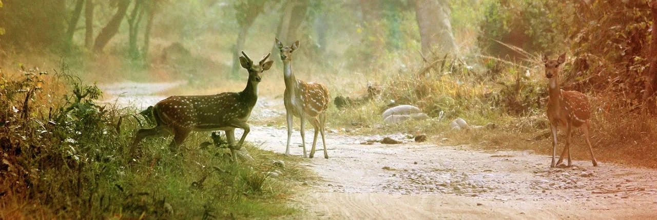 Chilla Wildlife Reserve